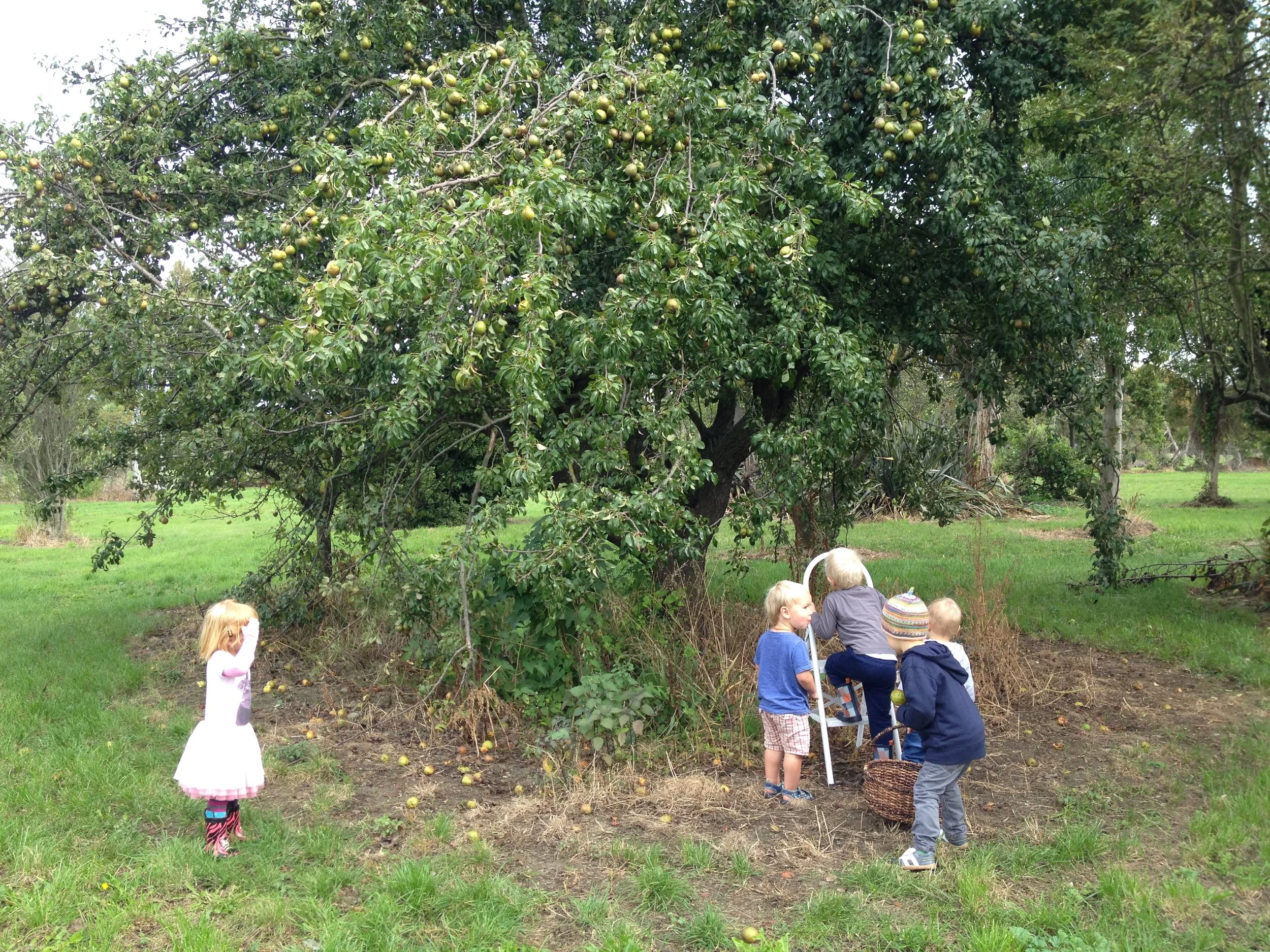 Picking fruit in the residential red zone Photo Credit: Celia Hogan