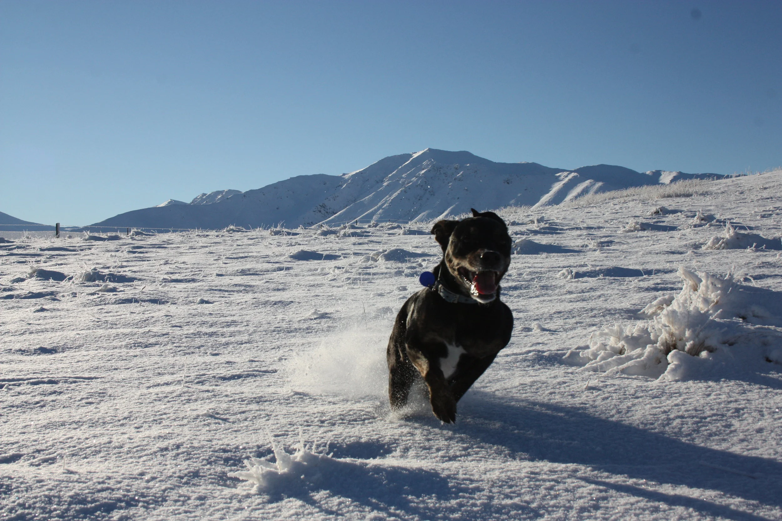 Even the dog enjoyed the freedom to play!