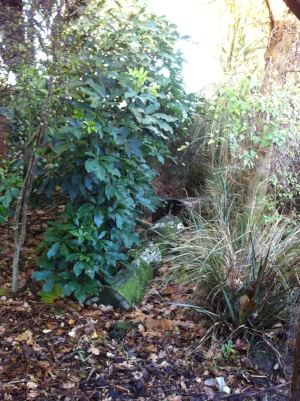 Seven years on and this corner is a shaded hiding place for exploration. It looks like a natural area you'd find in any bush - the logs are starting to break down and may need to be replaced soon and the plants have grown well. It feels like a great space for discovery and adventure. The bird houses we built with the children hang on one wall and are well used - each usually has a nest.