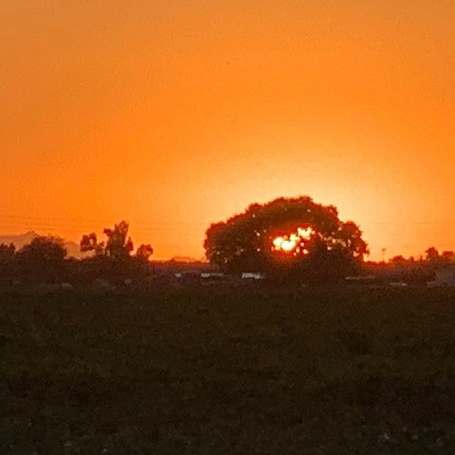 My driveway this evening #arizona #nature #sunset #trees