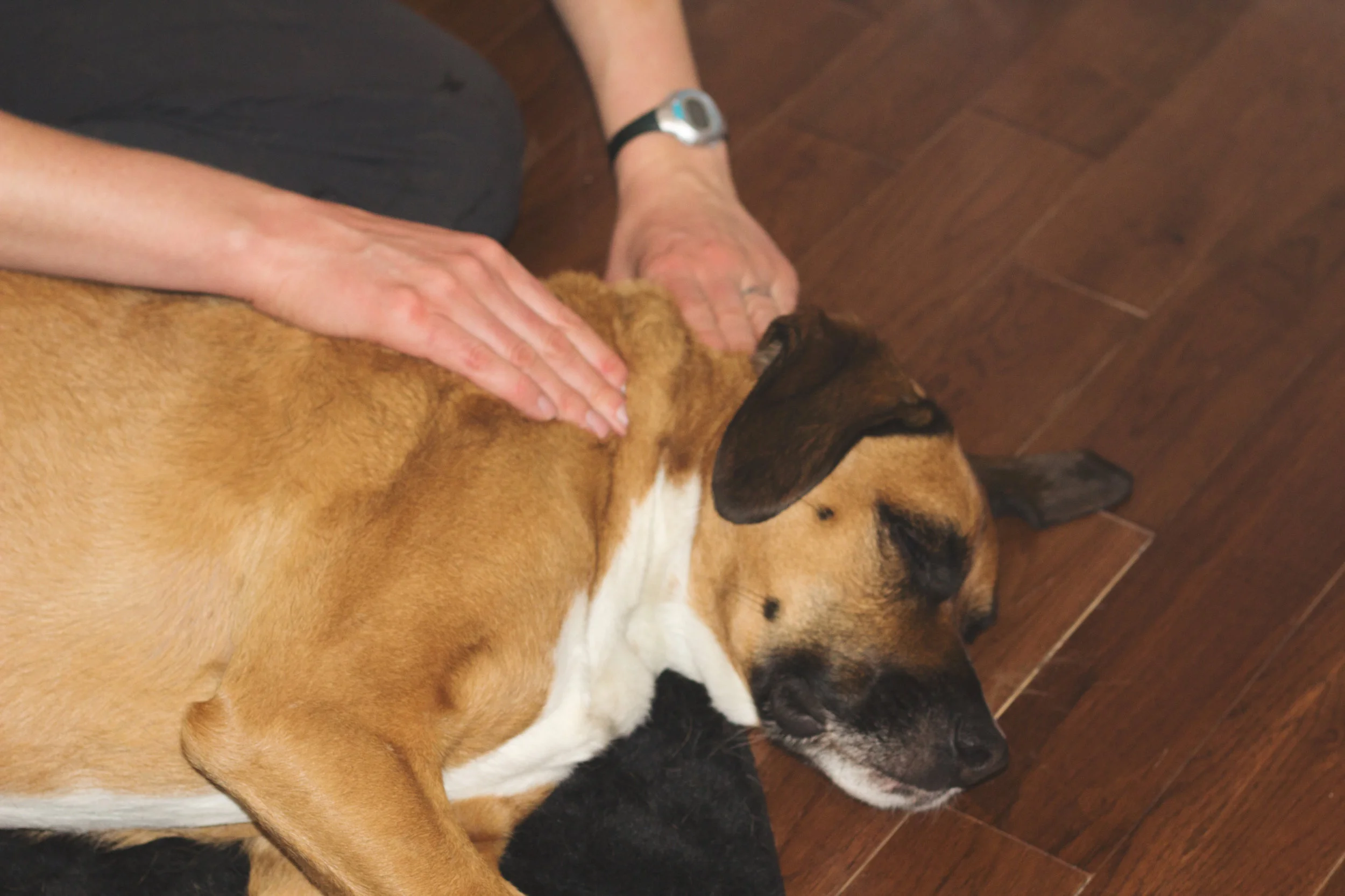 pet therapy services