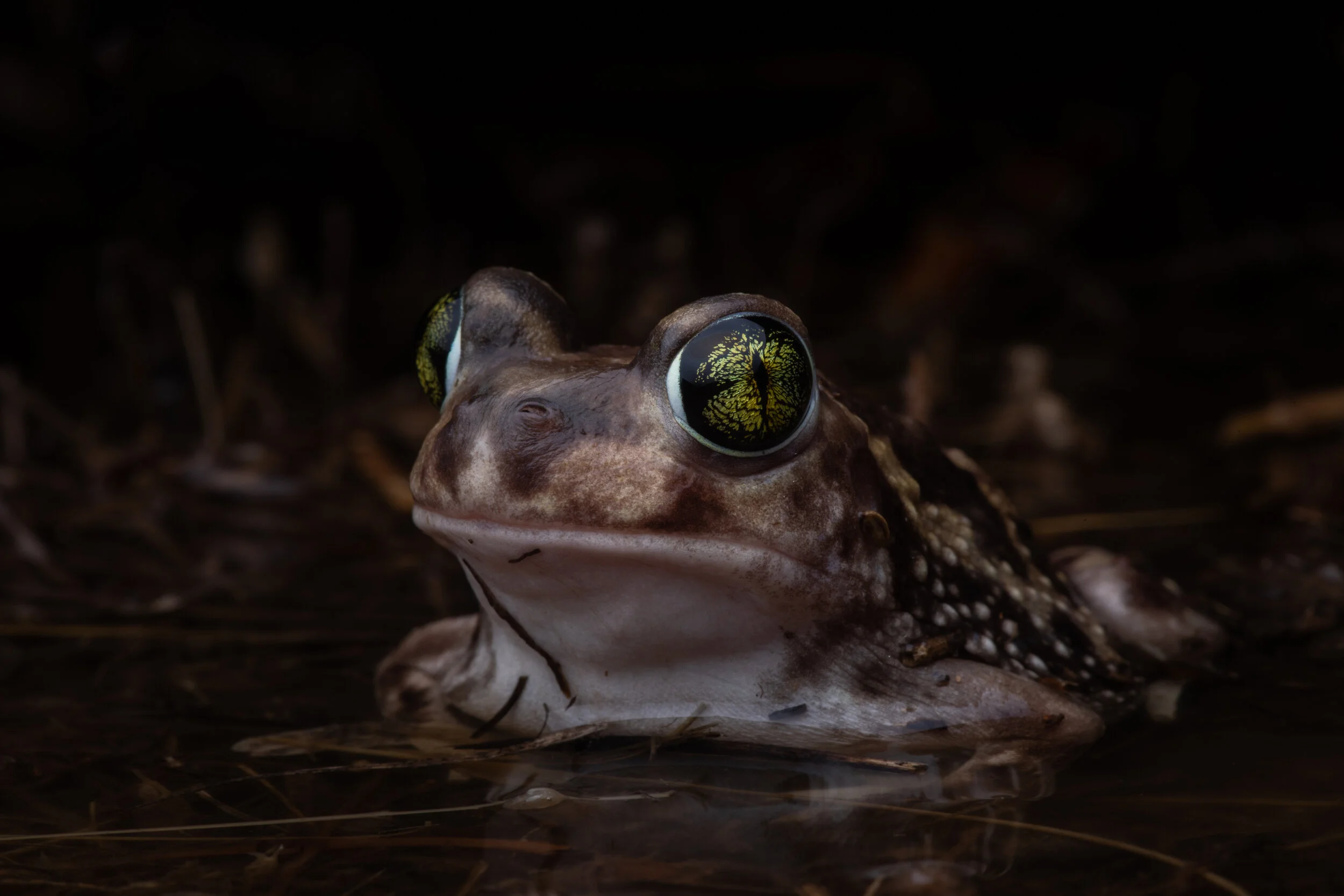 scaphiopus_couchii1.jpg