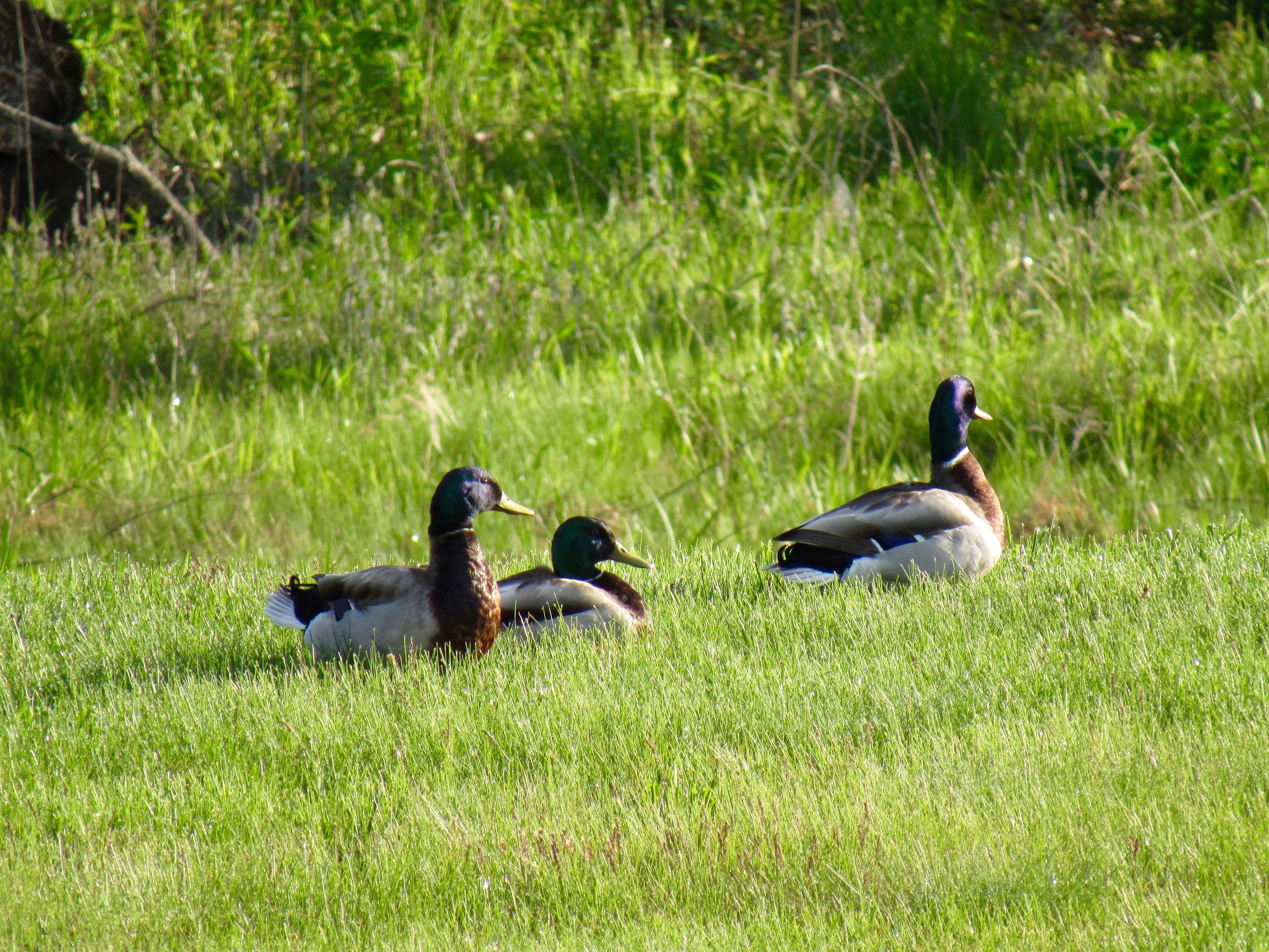 The Ducks
