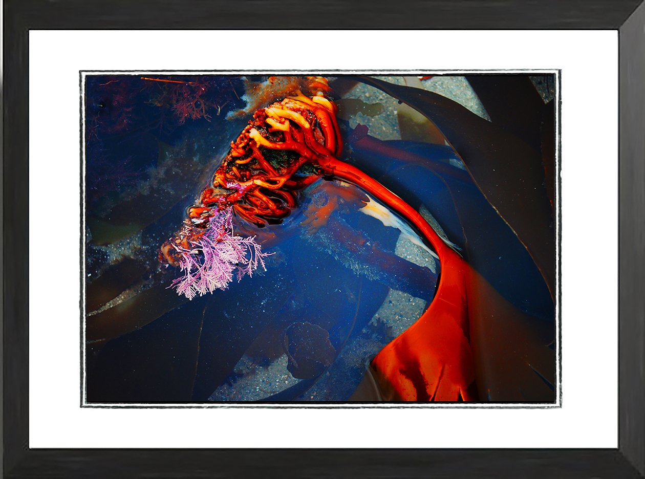 NET fr seaweed study 5 .jpg