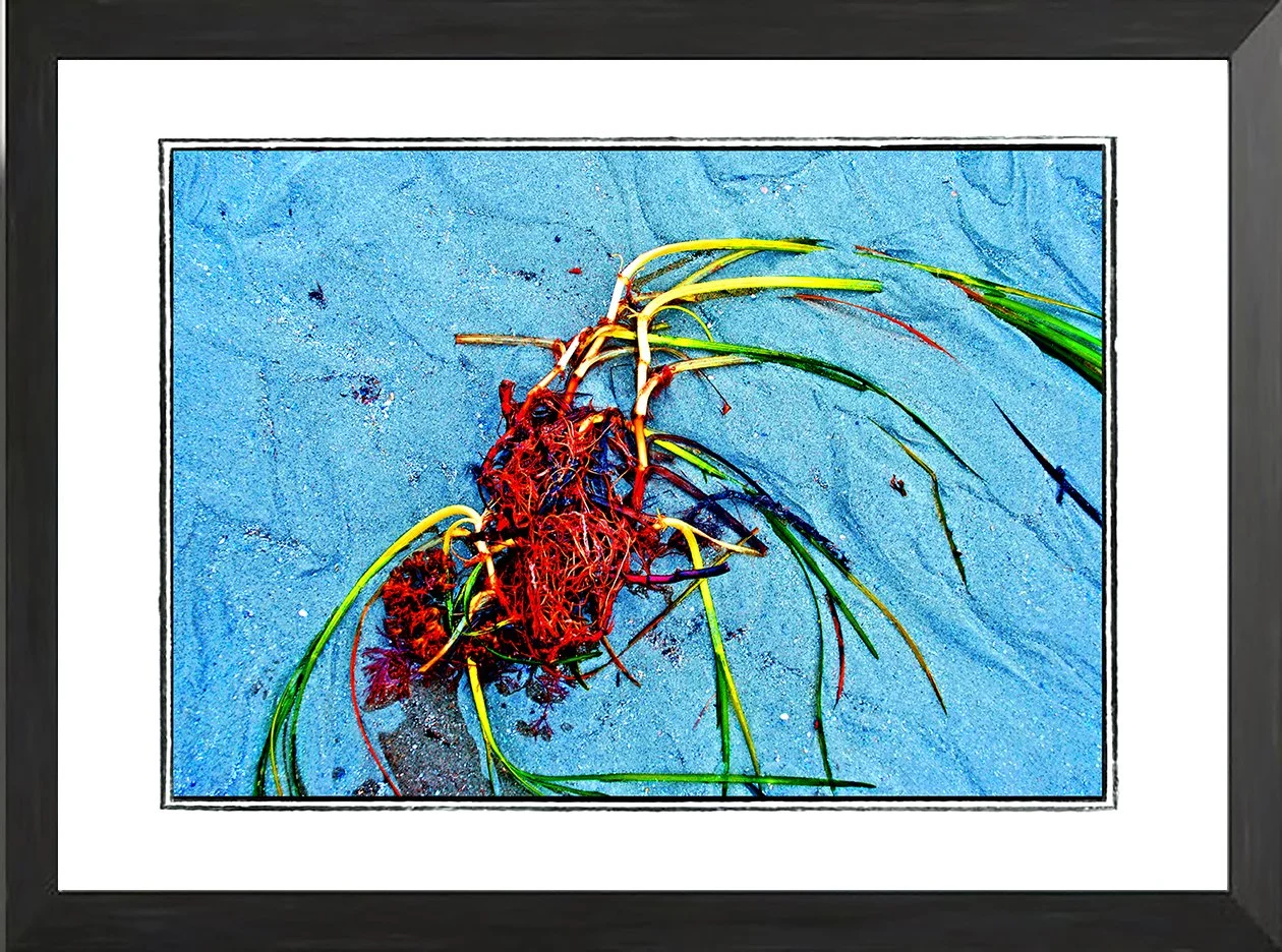 NET fr seaweed study 32 .jpg