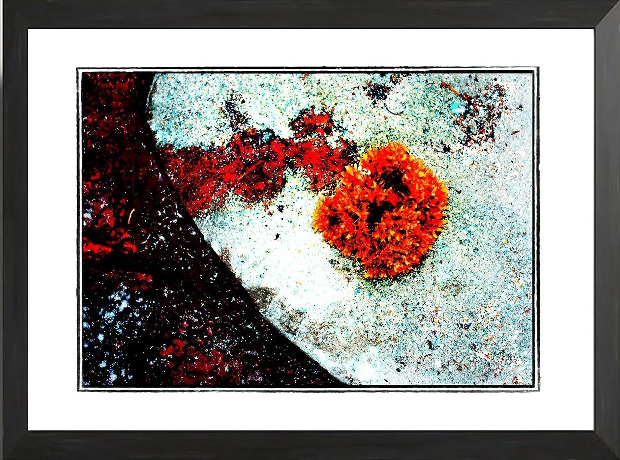 NET fr seaweed study 1 .jpg