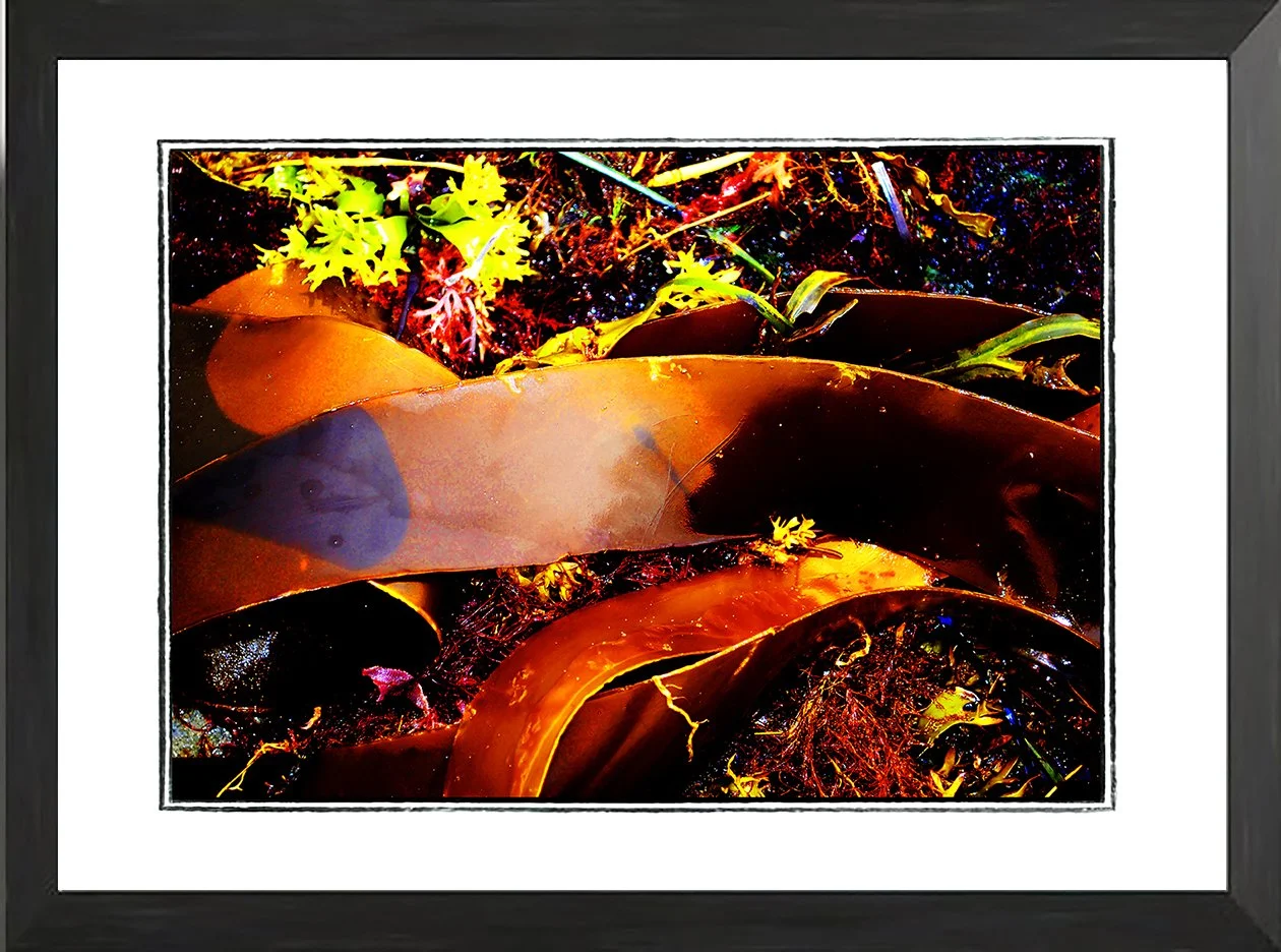 NET fr seaweed study 6 .jpg
