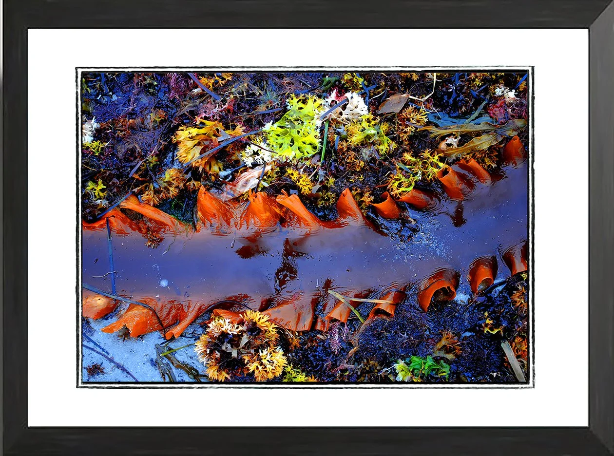 NET fr seaweed study 1b .jpg