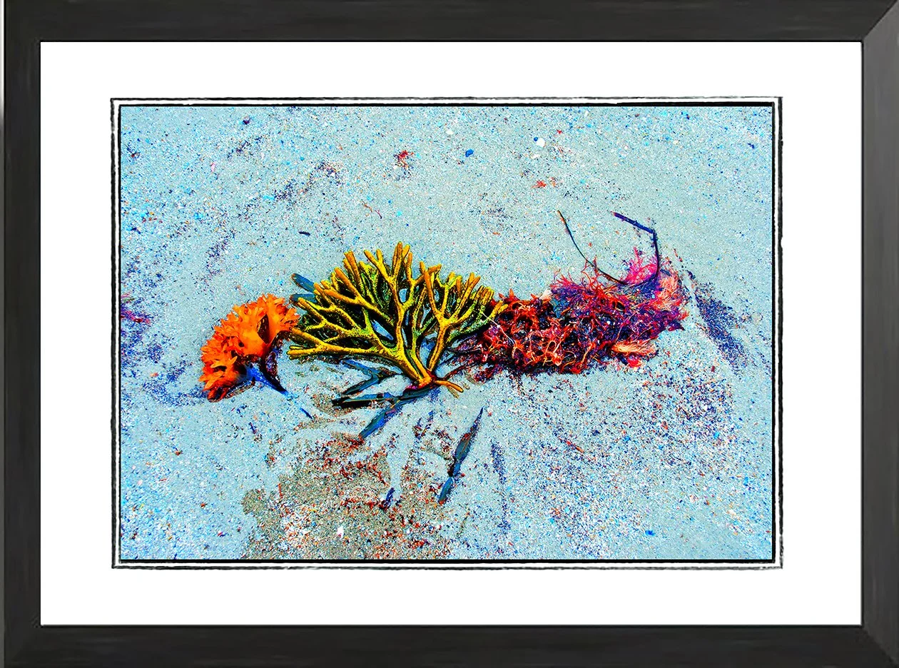 NET fr seaweed study 9 .jpg