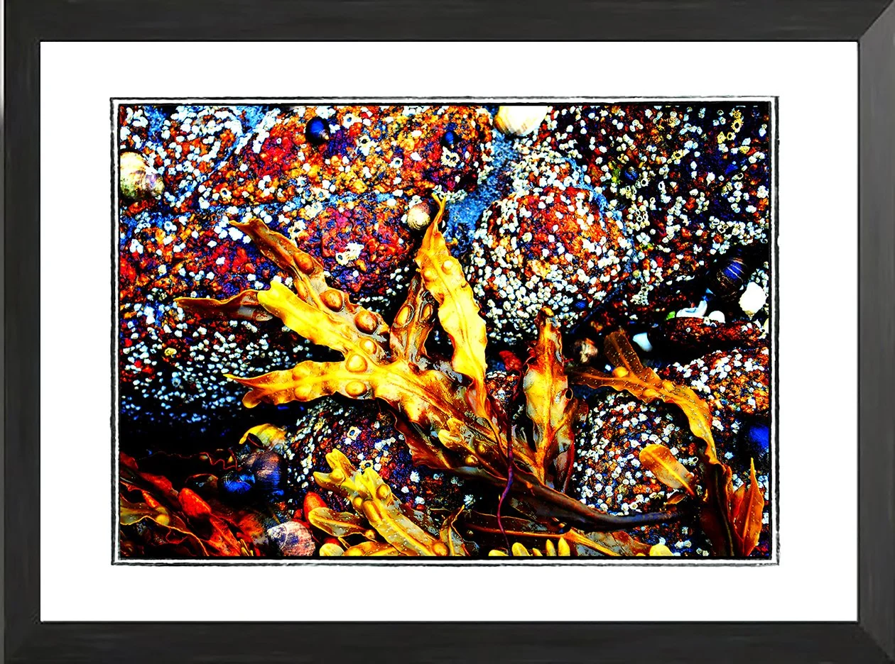 NET fr seaweed study a .jpg