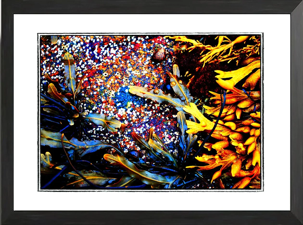 NET fr seaweed study 11 .jpg