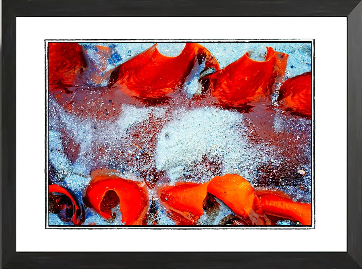 NET fr seaweed study 7 .jpg