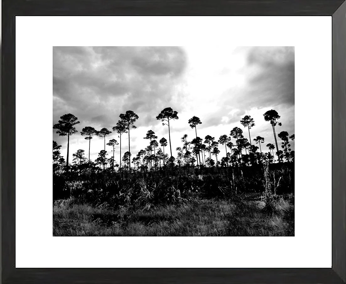 NET fr trees 600.jpg