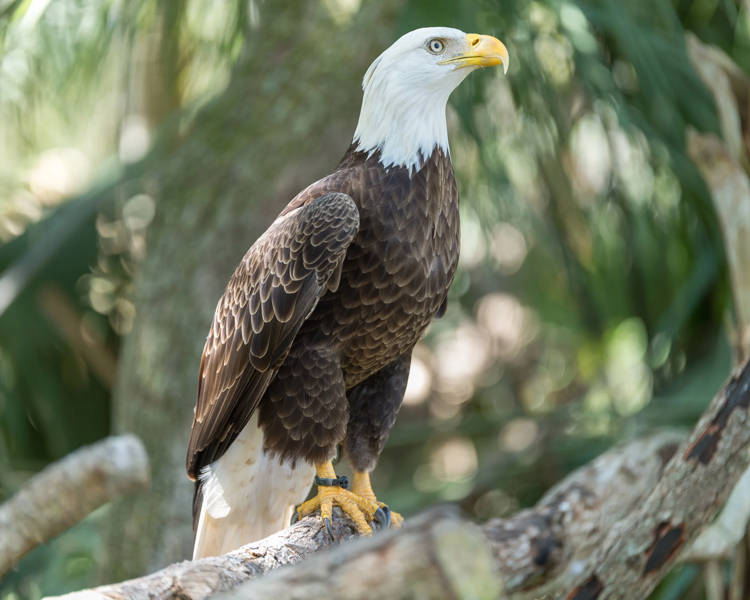 Bald Eagle
