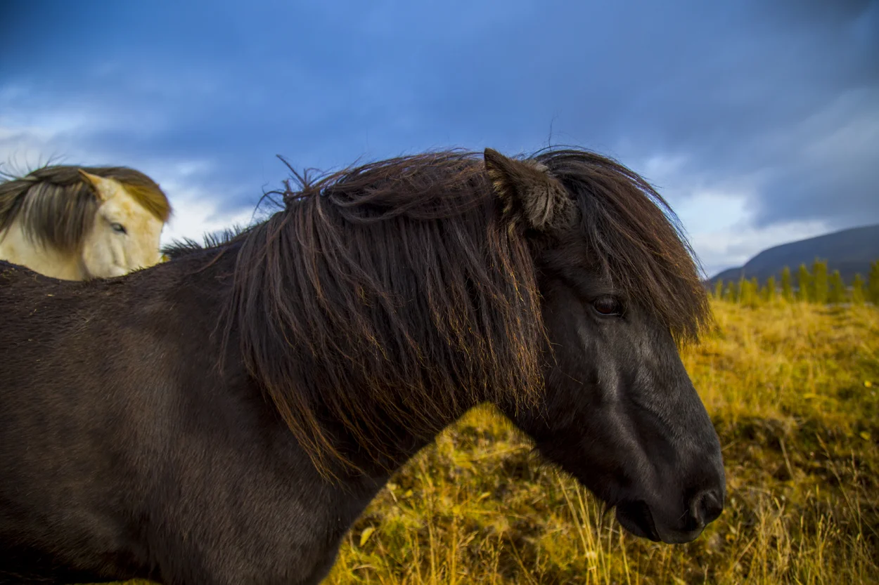 Iceland 2015 (408).jpg