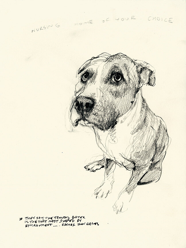 Sad Dog (Environment)