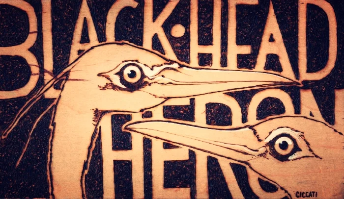 blackheadHeron.jpg