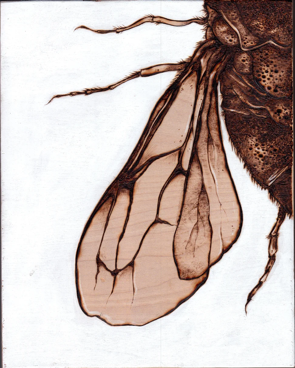 insect.jpg