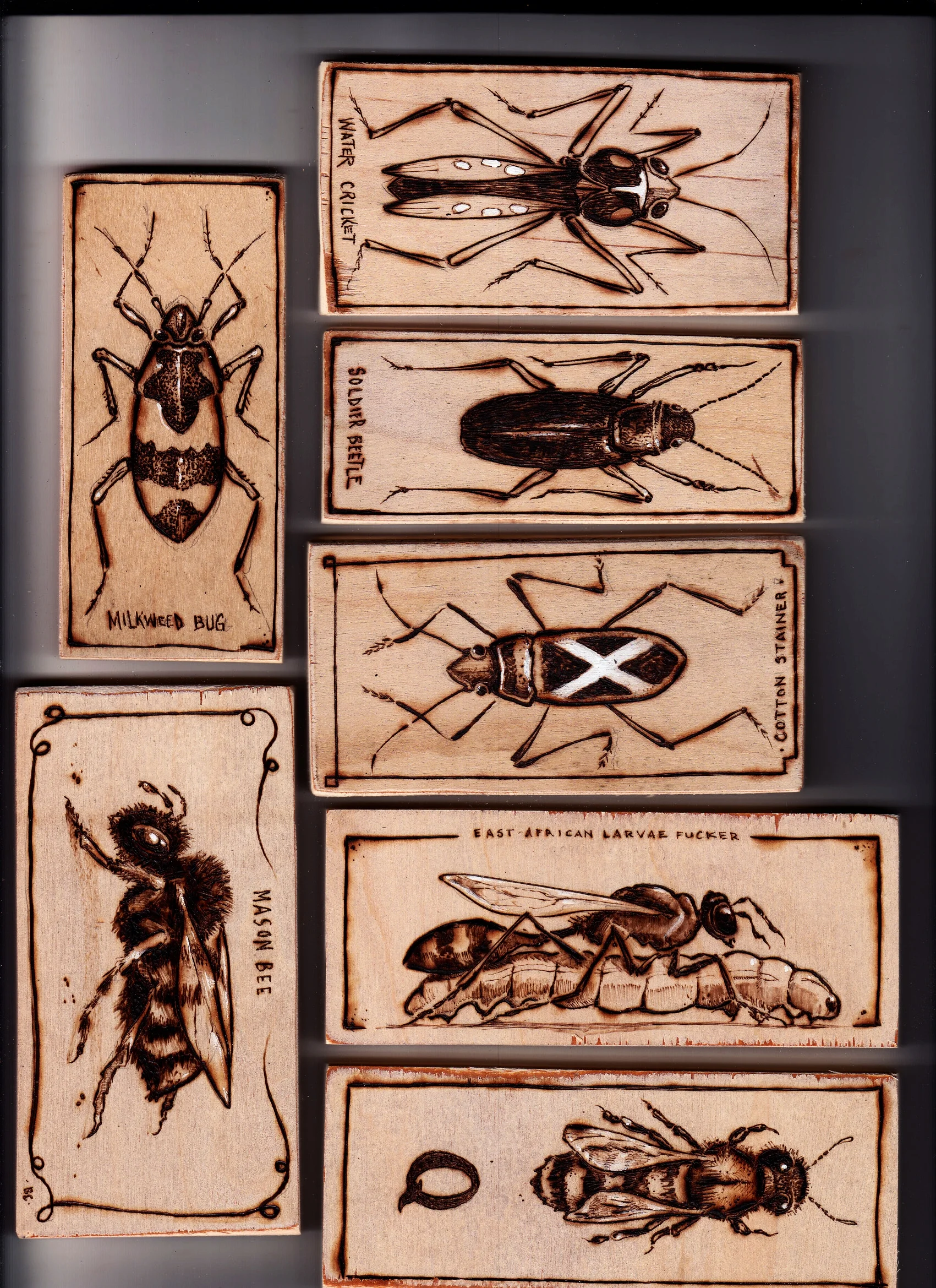 bugs 7.jpg