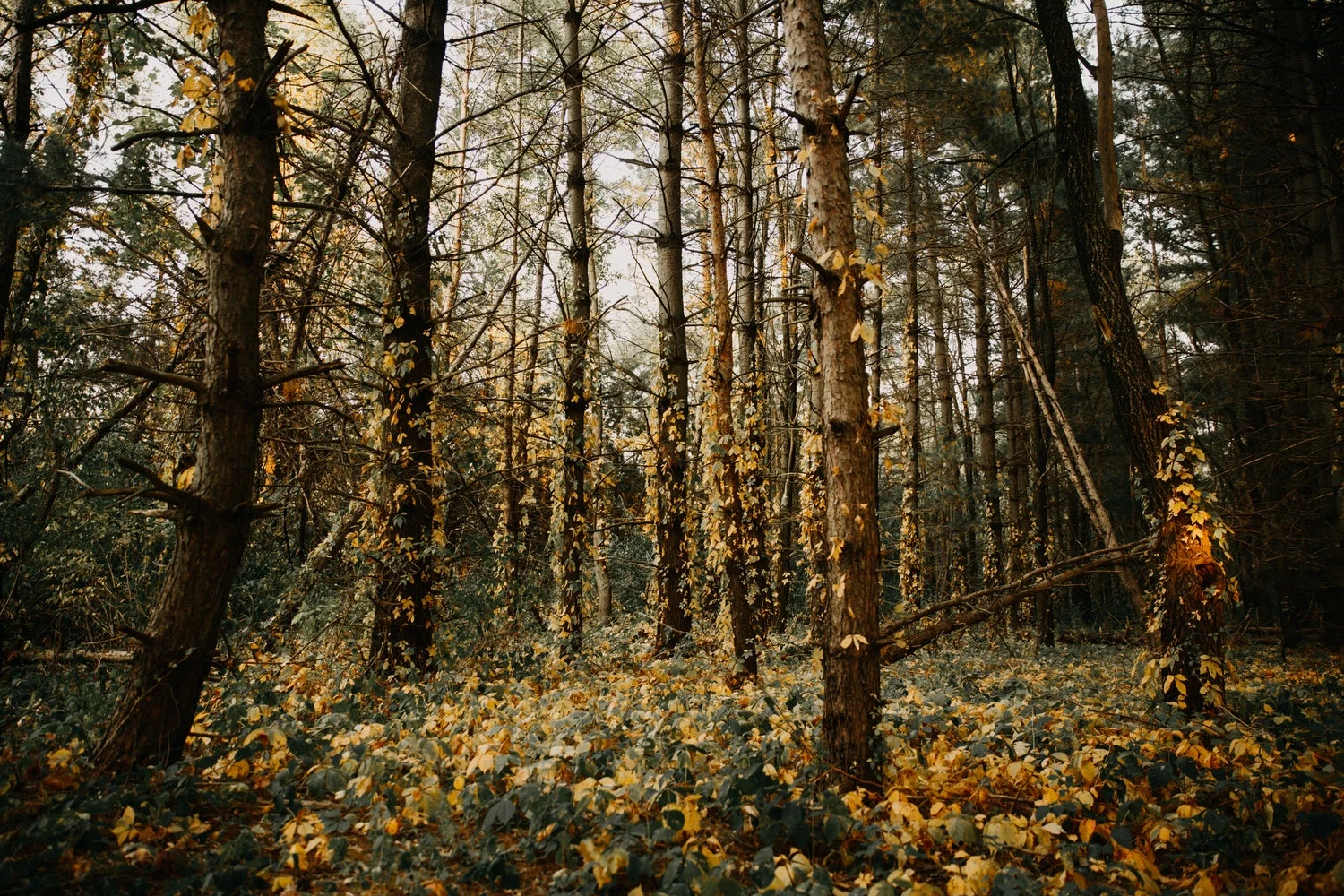 Picnics = venskab, natur, kultur og nærvær. Foto: Unsplash