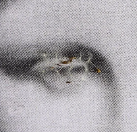 Fractured face and dandelion in eyes_adjusted.jpg