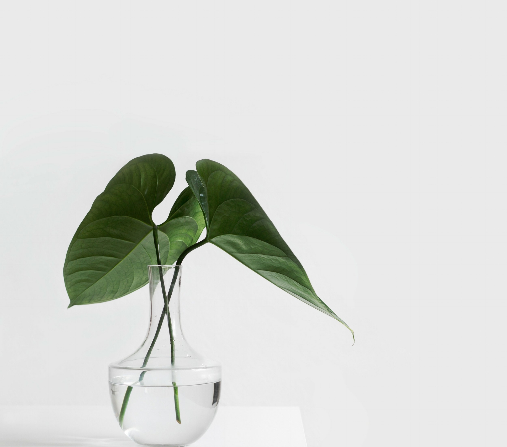 Untitled design-4.jpg