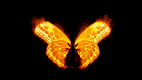 butterflyfire.gif