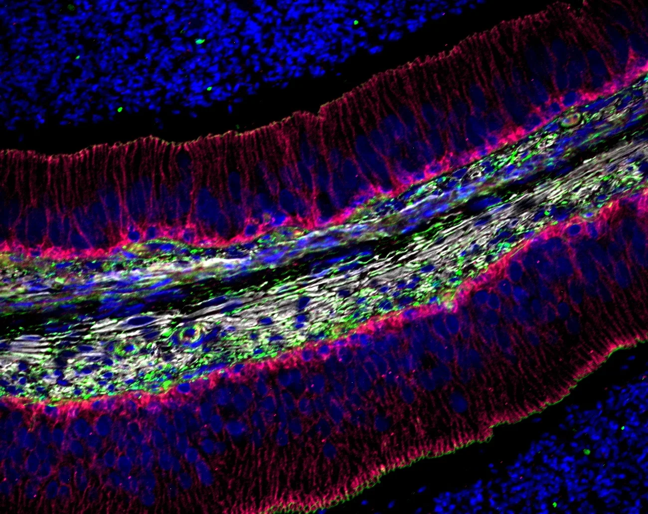 6 horse vas def_(DAPI+GFP+Texasred+Alexa 647).JPG