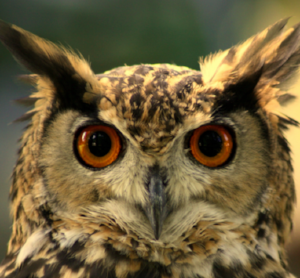 Owl Prowl is FULL