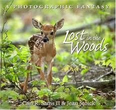 Lost in the Woods.jpg