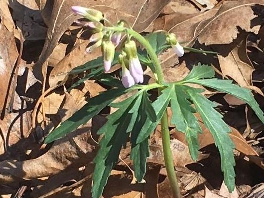 wild+plants+%232.jpg
