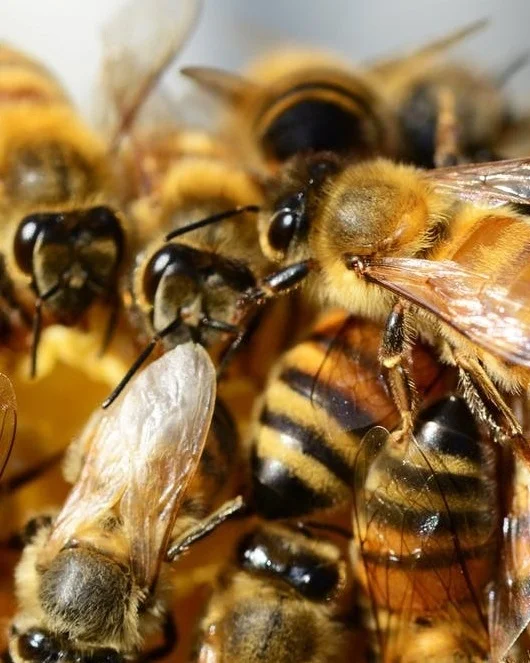Creating a Bee Haven in Your Own Backyard There are more than 4,000 native bee species in the USA, with honey bees, mason bees, and bumblebees being among the most prevalent in Kentucky. In order for a garden to flourish, it needs pollinators such as bees to help the various trees and plants to grow, breed, and produce food. In the absence of bees who visit garden mainly in search of nectar and pollen, none of this will be possible. It is for this very reason that it is so important to welcome bees into your garden by not only planting bee-friendly plants such as bee balm, borage, and lavender but also supplying them with some mud and warm boulders to rest on and even ready-made bee homes. Make some mud Mason bees are some of the most productive pollinators you will find in Kentucky. They get their names from the fact that the female bees seal off each nesting tube with clay or mud to protect all the hibernating bees from their natural enemies. You can assist the mason bees in your garden by having a small patch of clay or mud readily available for them. You can make a small puddle of bud at ground level for your pollinators or, alternatively, put out a shallow dish with some mud in it on a pedestal or on a tree branch to keep it away from predators. Build the bees a home Building a home for the pollinators in your garden is a lot easier than imagined. A bee board can easily be constructed by taking a piece of discarded lumber and drilling half-inch holes into it. It is important to make sure that the lumber has not been treated with any chemicals as this could prove to be harmful to the bees. Put your newly-made bee board in a sheltered yet sunny area in your garden, well out of reach of children and pets. Although the weather in Kentucky is typically mild, the winters can be cold and wet. To prevent your bee board and its occupants from getting soaked during this inclement weather conditions , you can move your bee board to your garage or shed to keep it warm and dry. Other styles of bee homes to consider include stick homes and bamboo homes, both of which will provide your garden visitors with a safe place to stay. Plant some clover While there are many plants that can attract bees into your garden, clover is without a doubt one of the best. Apart from being a great alternative to normal grass, both red and white clover is an excellent food source for bees. Planting clover will not only attract an array of useful pollinators to your garden, but will also provide your lawn with much-needed nitrogen, allowing it to grow and flourish. Other pollinator-friendly plants to consider include asters, anise hyssops, and even black-eyed Susans. Put down some rocks and boulders Did you know that bees are cold-blooded and extremely sensitive to cold air? Some bees even become incapacitated when the temperature drops below 50 degrees, rendering them virtually defenseless against predators. You can assist the bees by putting some rocks, boulders, and even stepping stones in your garden that they can warm themselves on. Just tread lightly as you don’t want to step on a bee that is busy warming his little body on your garden pathway. Keep the honey bees safe Wild and domestic honey bees are responsible for approximately 80% of the world’s pollination with a single bee colony being able to pollinate as many as 300 million flowers in a single day. Unfortunately, the USA honey bee population has been very inconsistent over recent years with parasite and disease being the biggest contributors to a declining honey bee populace. Colony collapse disorder is also a big concern among farmers, scientists, and the bee-loving public, making it even more important to offer a safe space for honey bees within your garden. Bees are a central part of our ecosystem and deserve to be treated with kindness and respect. By making the effort to create a bee haven in your garden, you will significantly contribute towards keeping the world’s most important pollinators safe. By Karoline Gore