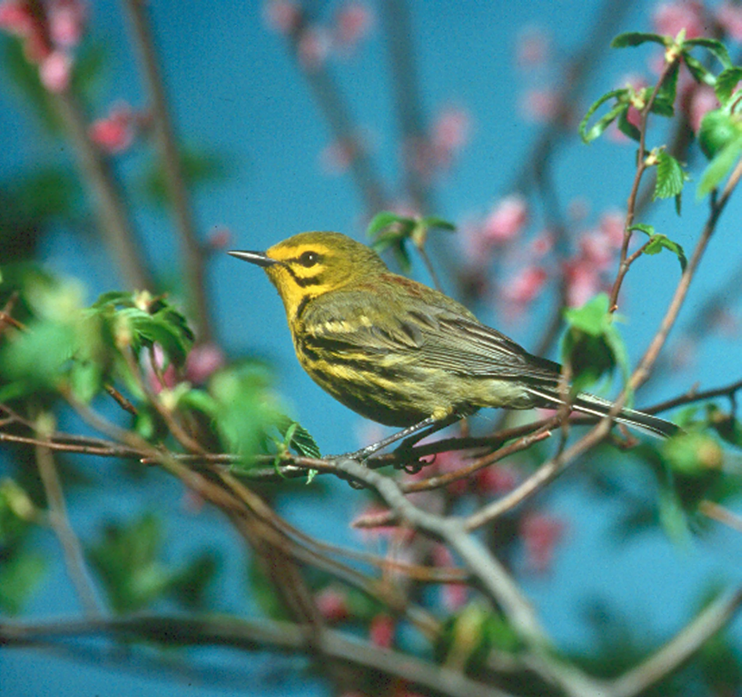 Prairie Warbler.jpg