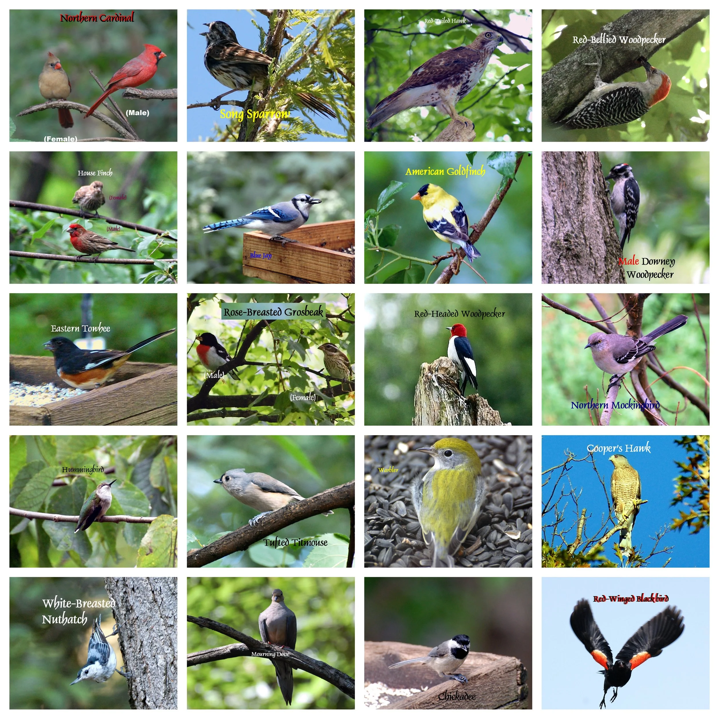 Louisville Nature Center Birds.jpg