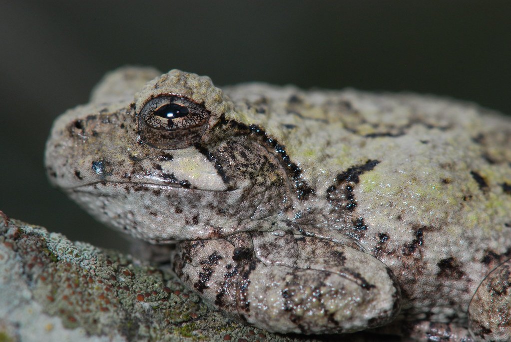 gray tree frog.jpg