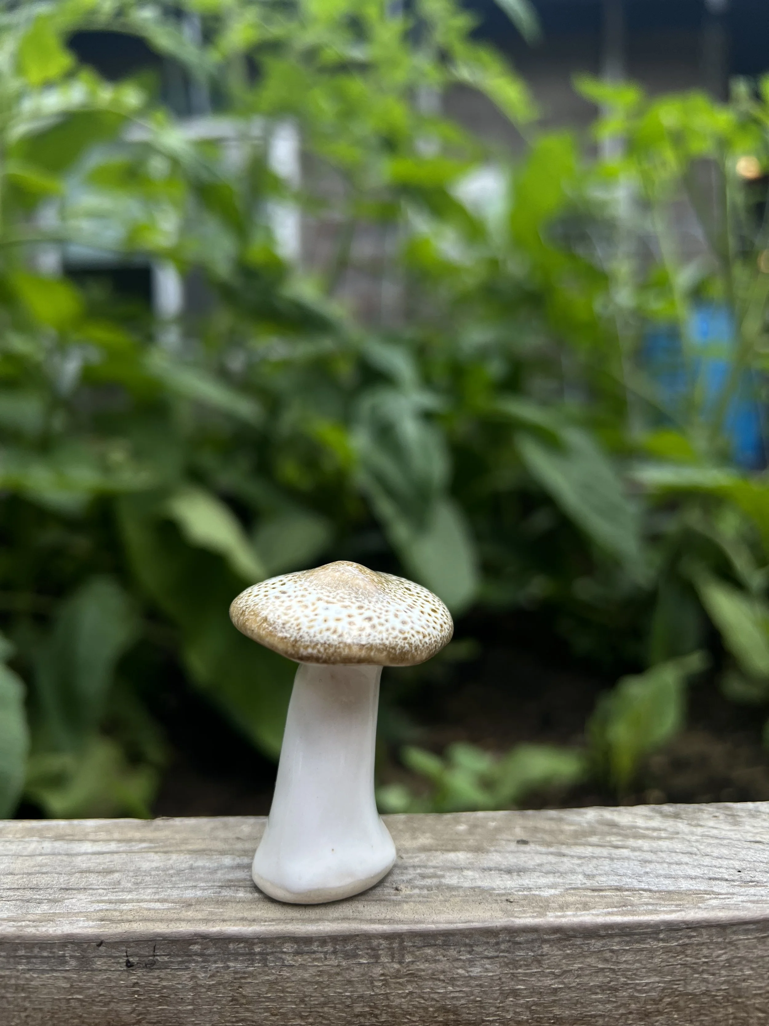 tan speckled mushroom.jpeg