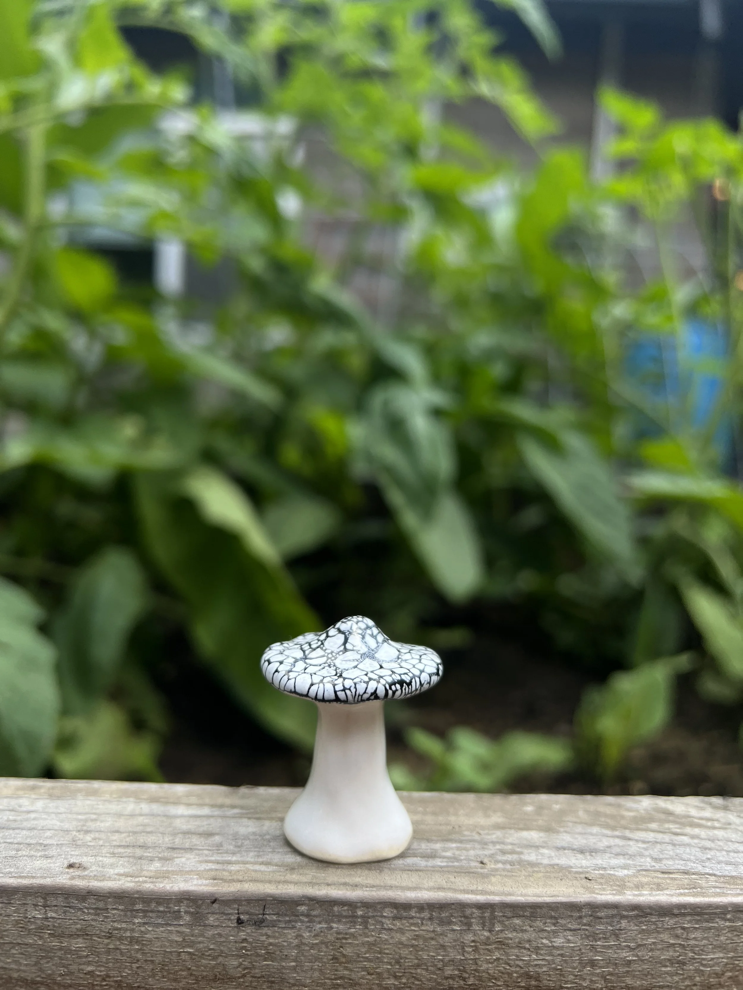 black textured mushroom.jpeg