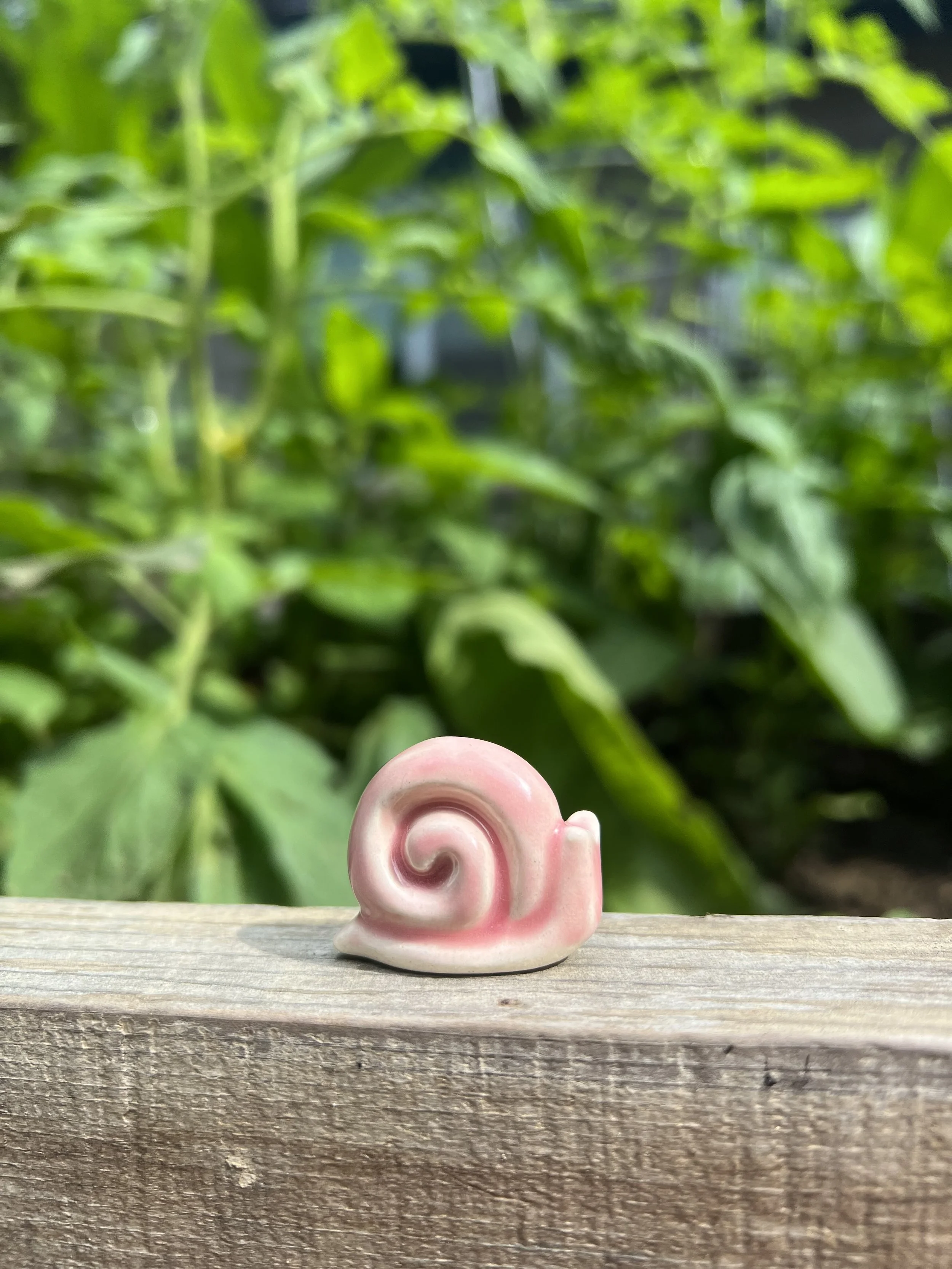 pink snail.jpeg
