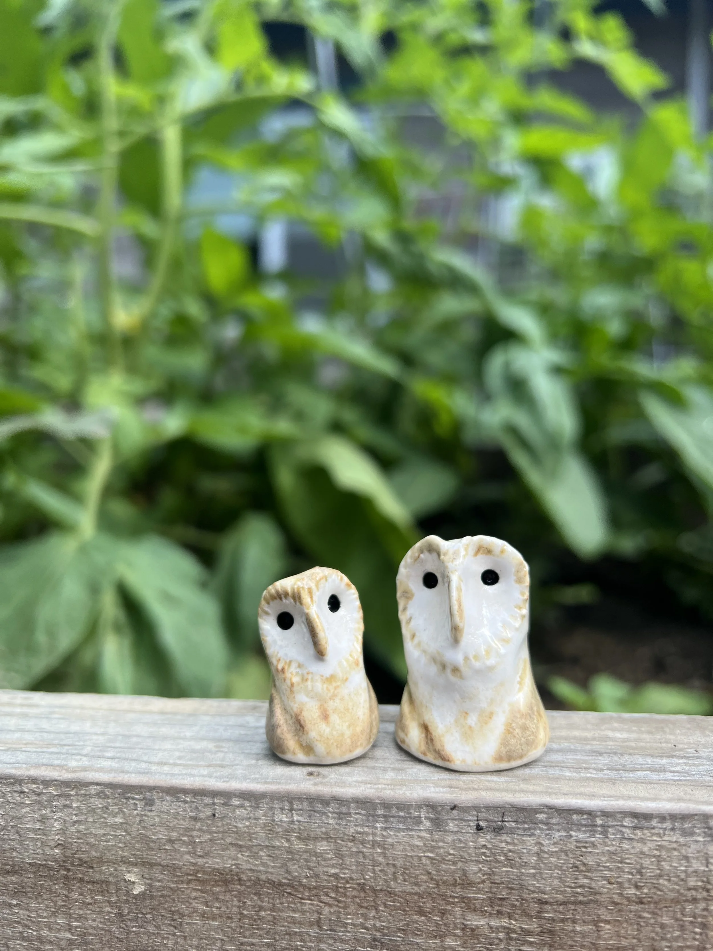 barred owl minis.jpeg