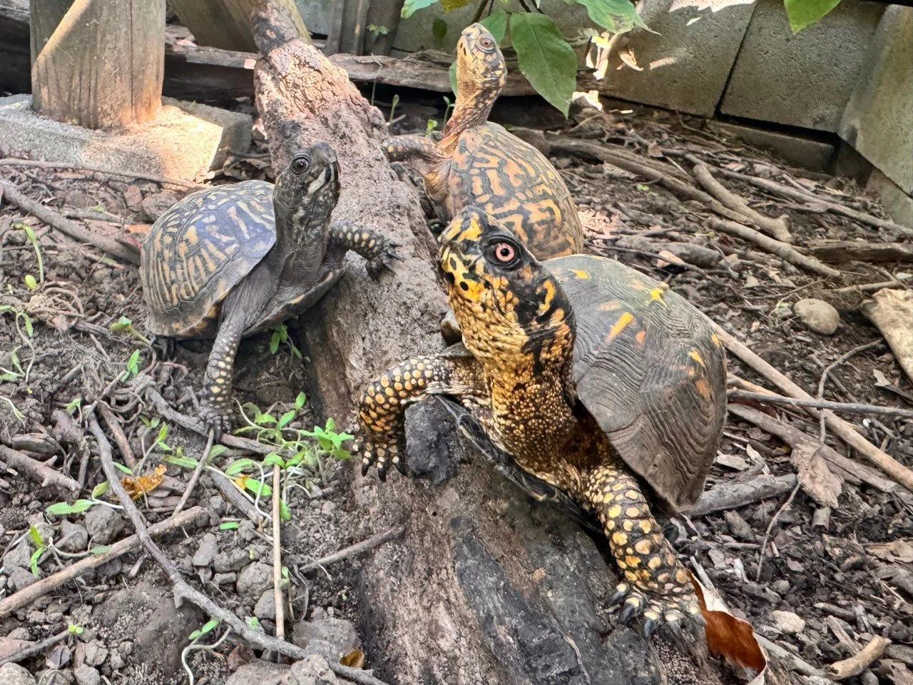 turtles mogging.jpeg