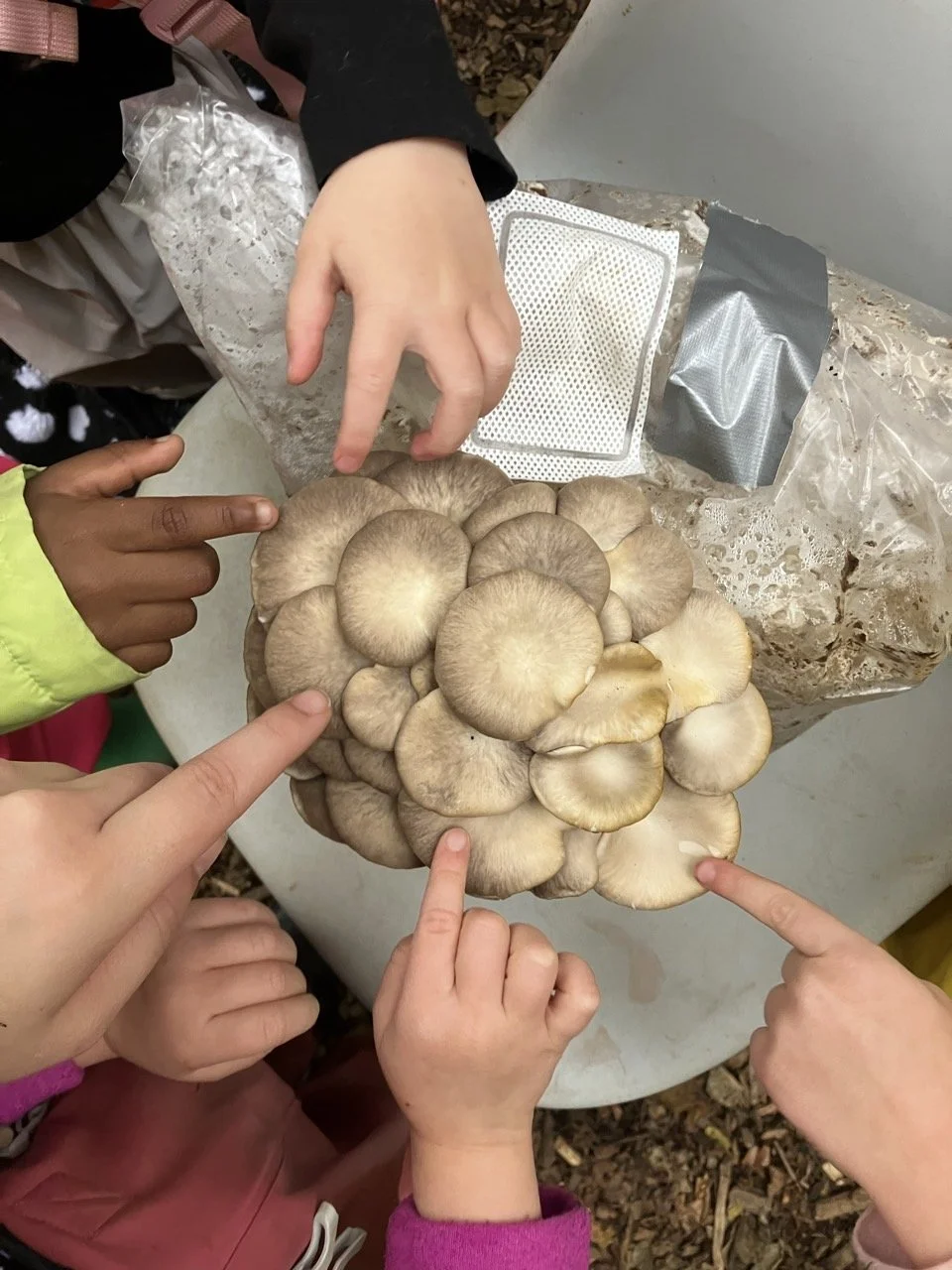 Swallowtail Forest School 25-26-MWF-73279049247.jpg