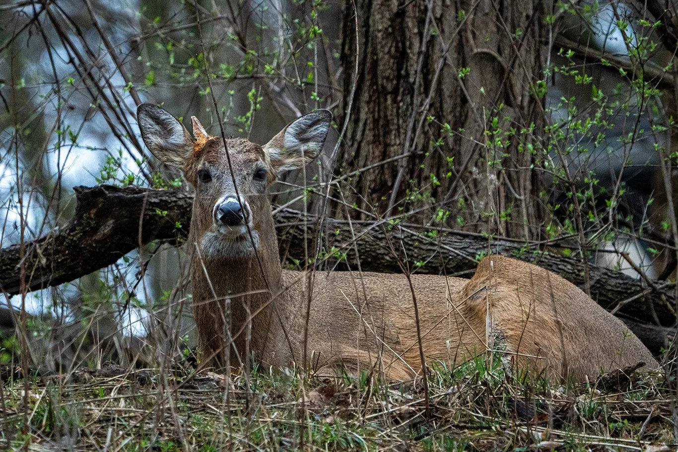 Whitetail.jpg