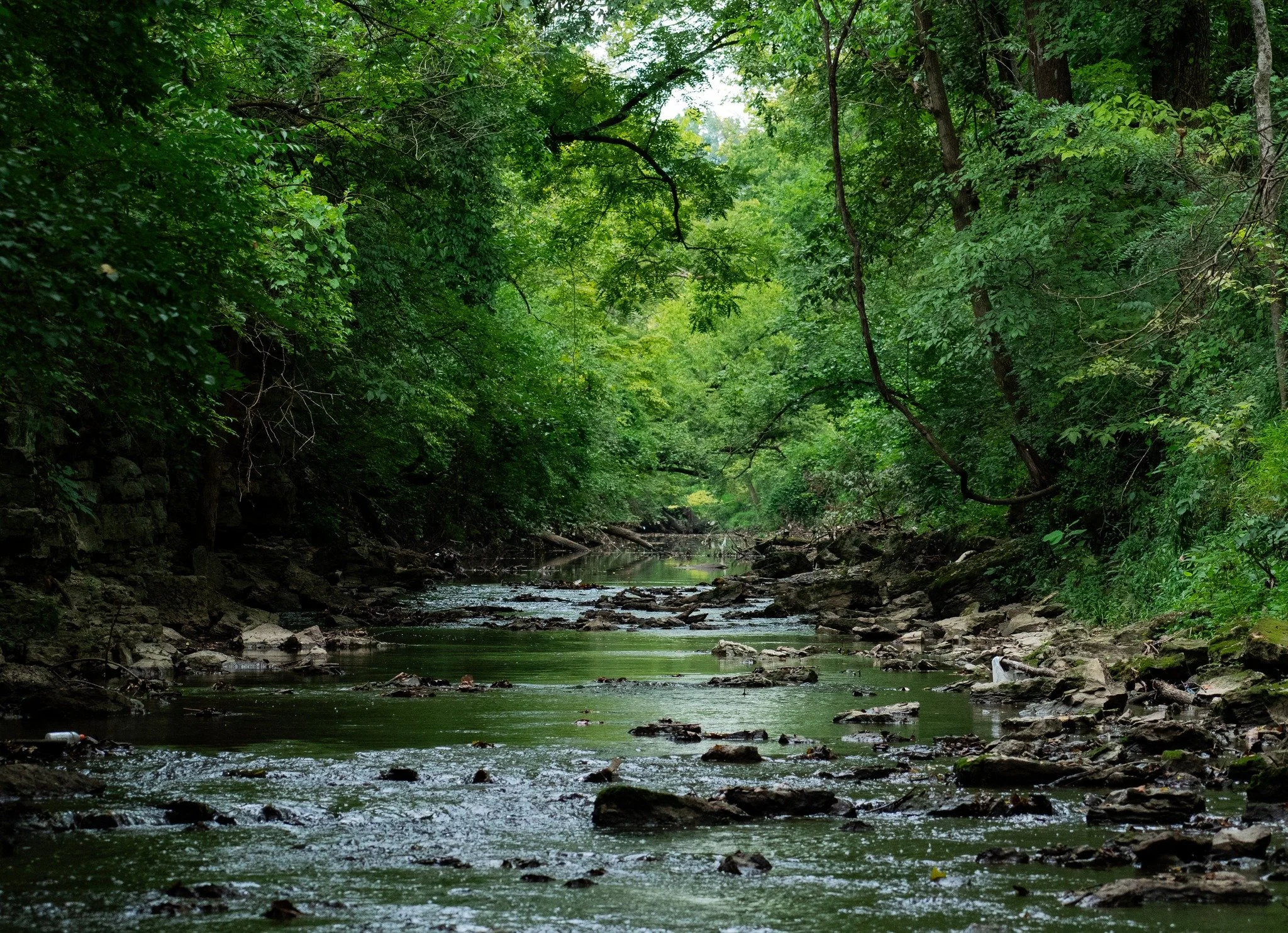 Beargrass Creek.jpg