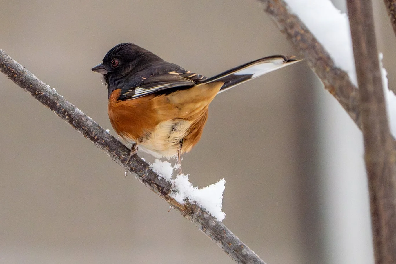 12-12-25 Towhee.jpg