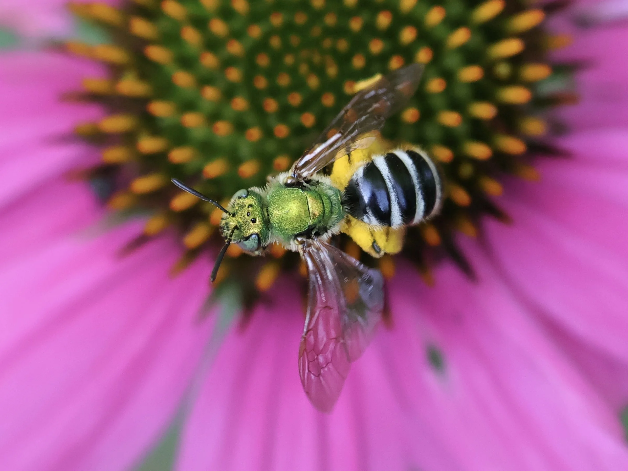 Photo By Judy Taylor.jpg