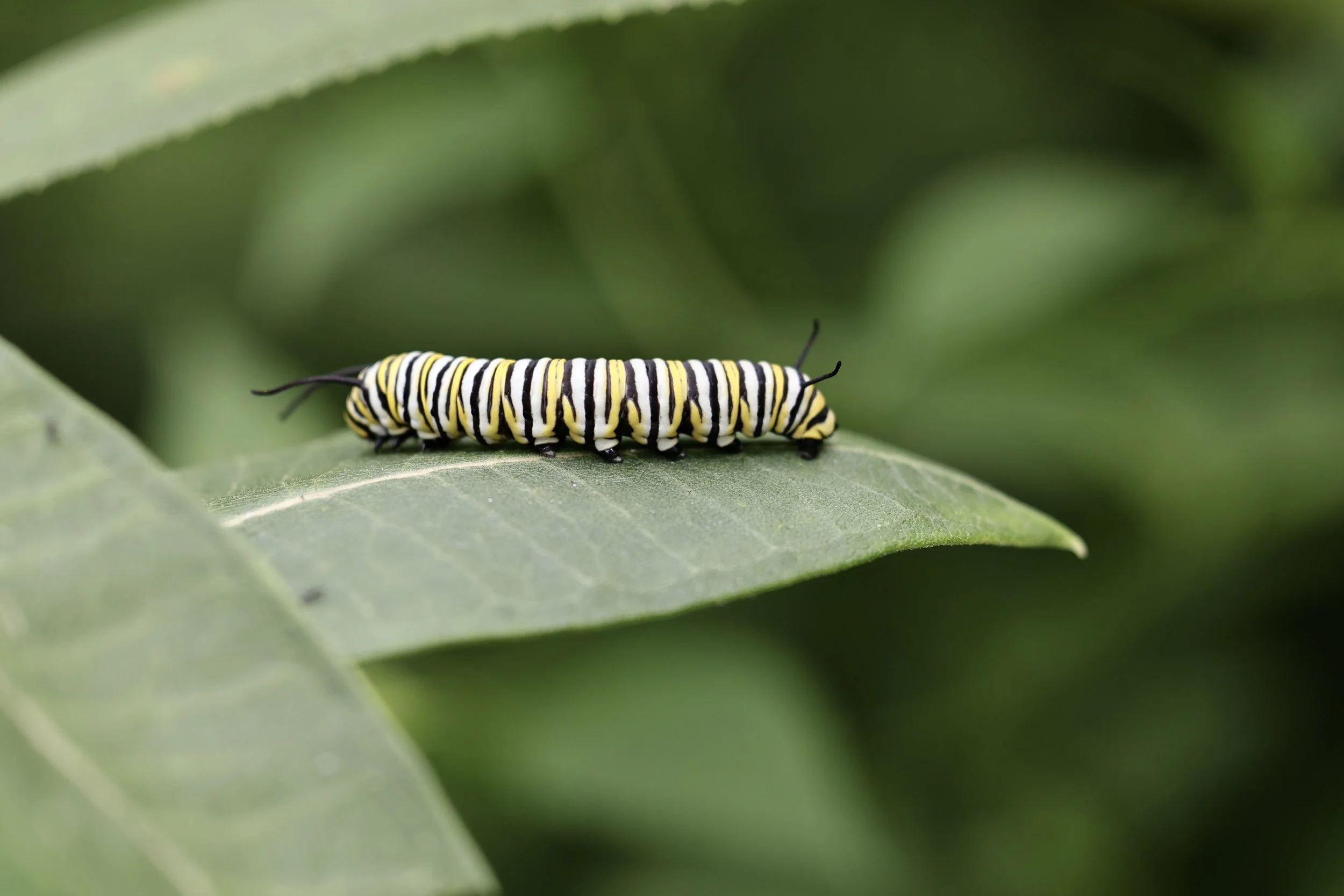 Photo by Judy Taylor.jpeg