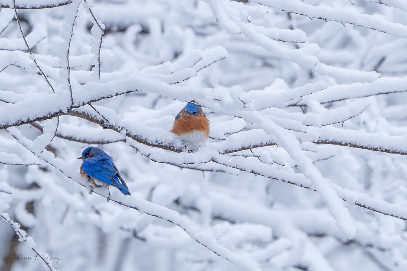 2-19-25 Bluebird.jpg