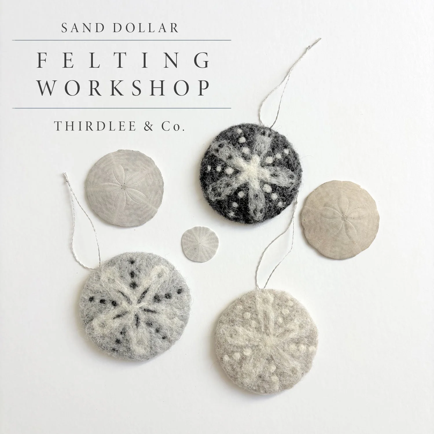 SAND-DOLLAR-WORKSHOP.jpg