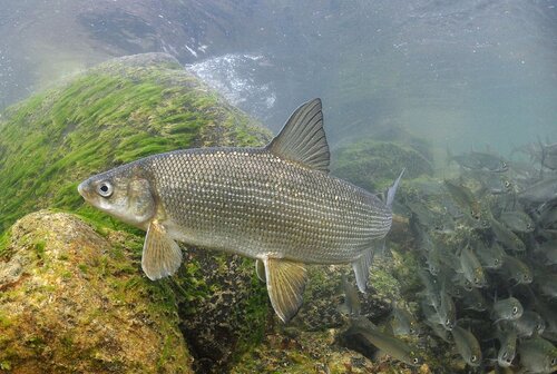 Whitefish.jpg