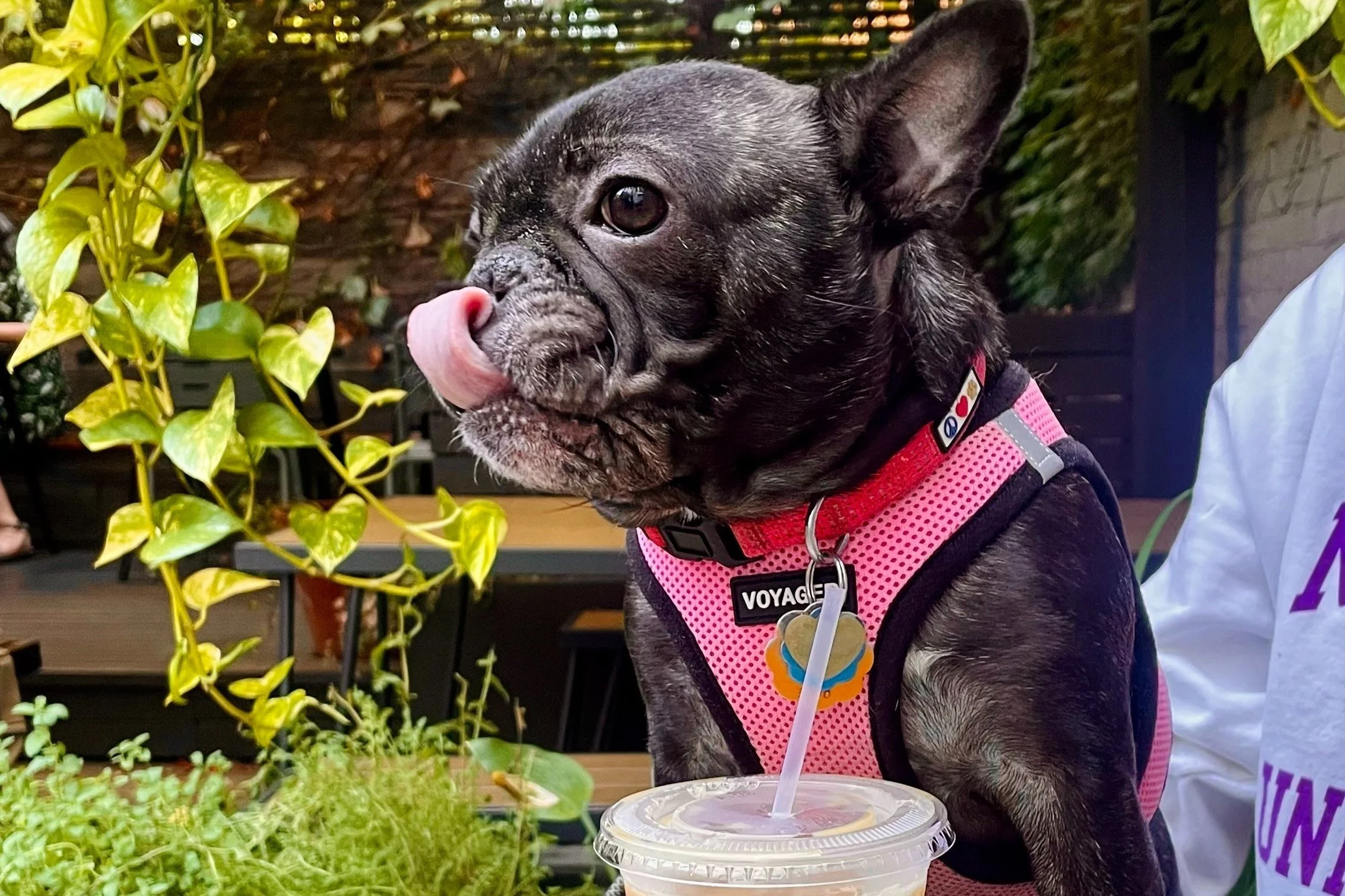 Casting Call:  Pooches of Peck's 'n' Peckish
